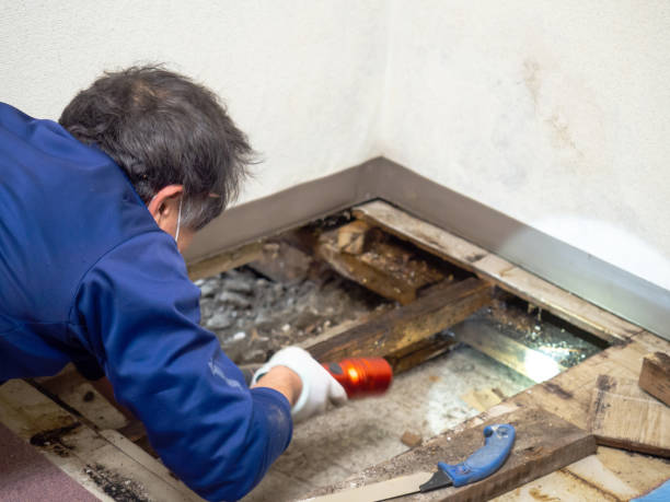 Best Black Mold Removal  in Lucedale, MS