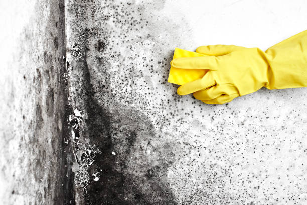 Best Local Mold Removal Service  in Lucedale, MS