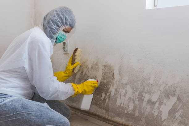 Best Mold Testing  in Lucedale, MS