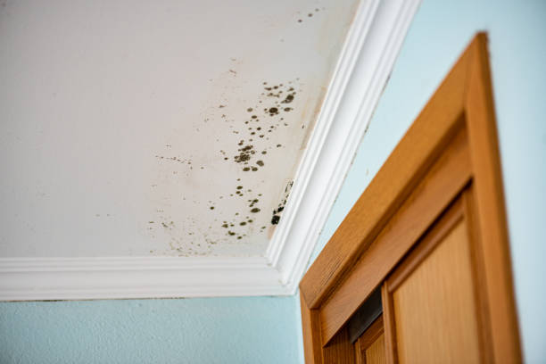 Professional Mold Removal in Lucedale, MS