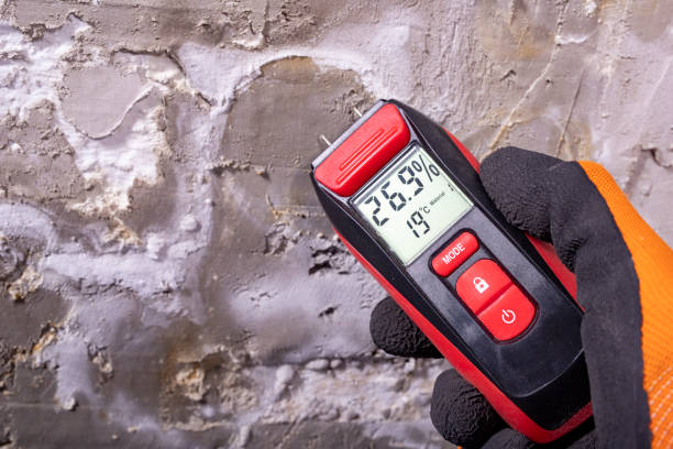 Mold Removal and Inspection in Lucedale, MS