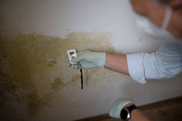 Certified Mold Removal in Lucedale, MS
