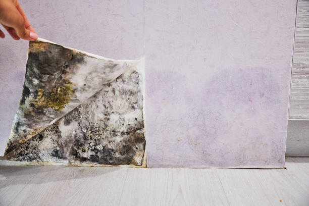 Best Best Mold Removal Companies  in Lucedale, MS